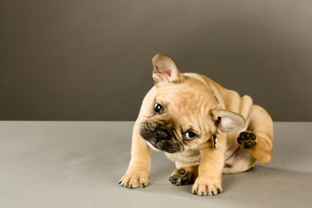 Bulldog-puppy-scratching_1019491631