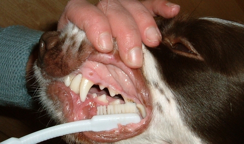 стоматология 1