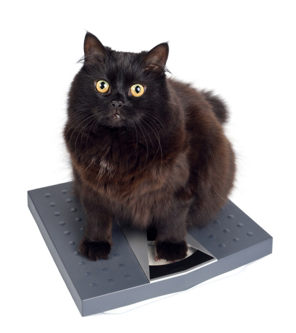 хранене при котки с наднормено тегло